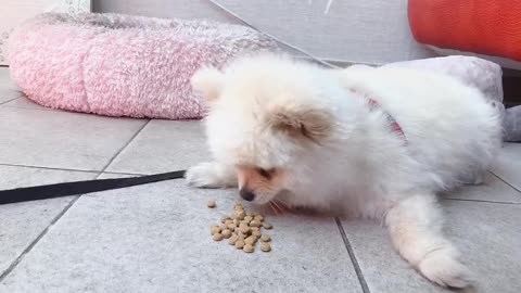 It's so hot, a puppy lying on the floor and eating food hahaha