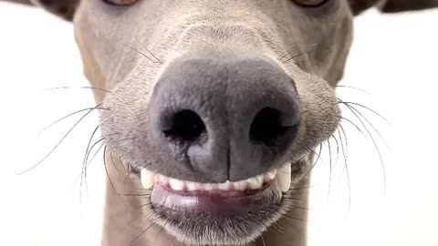 Dog Make A Funny Face