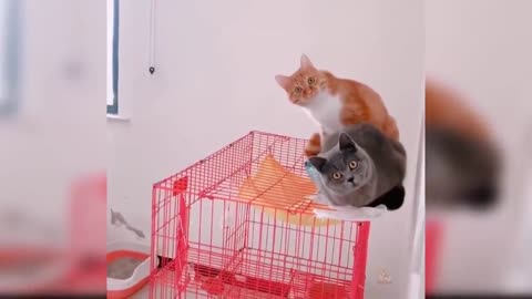 Funny animal videos, cats funny