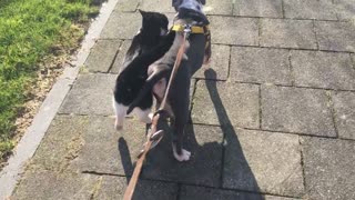 Friendly Cat Tags Along And Follows Dog Around During His Walk