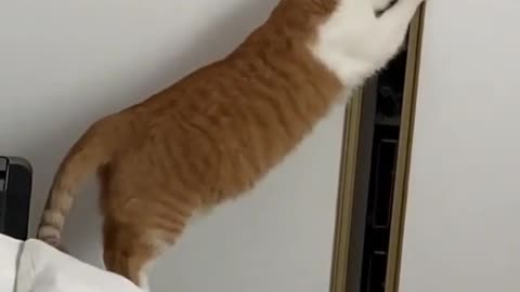 The explorer cat falls into the trap of gravity