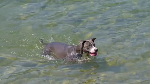 Dog Lake Swim Puppy Pet Animal Canine Friend