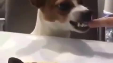 Funny Dog Reaction To Cake - Dog Cake Reaction