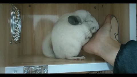 Chinchilla clings to people, chasing their palms for touch