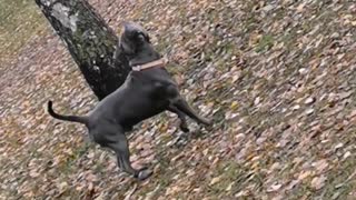 Dog's Curious Reaction to Lost Owner