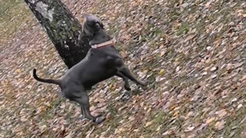 Dog's Curious Reaction to Lost Owner