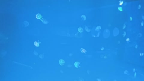 Beautiful jellyfish dancing in the water