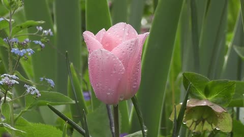 Zen,Zen video,Flower,Flower video