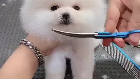 Haircut dog