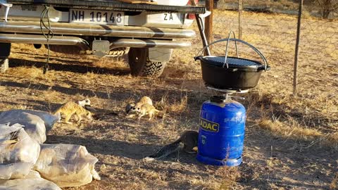 Mongoose in campsite