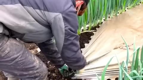 Green onion farming in Japan