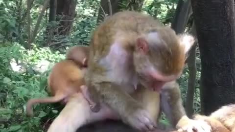 Cute baby monkey​