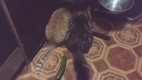 Unsuspecting Cats Startled By Cucumber