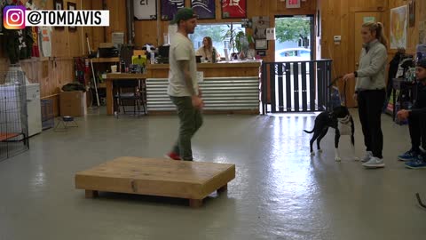 How to train ANY dog!! basic training