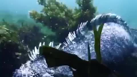 The Marine iguana in Galapagos Island, Crazy Dinosaur like underwater Creature