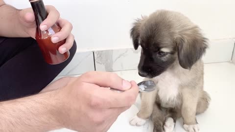 This Puppy loves Medicine more than dog food |Dog rescue India |Street Dog rescue|Dog medicine
