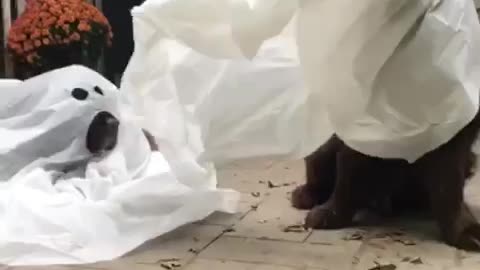 Silly Newfie Can’t Wait To Get Costume Off!