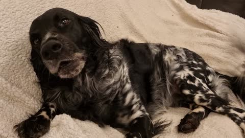 Sweet doggy preciously cries for belly scratches