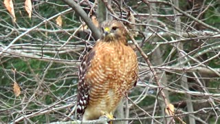 Red-shouldered hawk