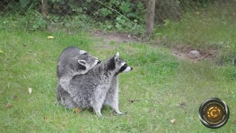 Mating Racoons
