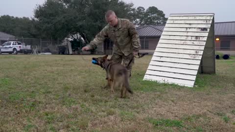Squadron military working dog handler.