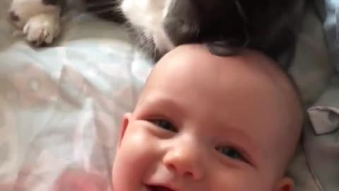 cat caressing baby