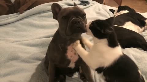 cat biting bulldog cheek