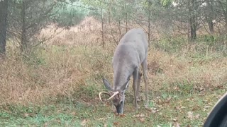 A buck a male deer