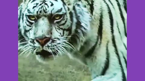 Tiger 🐅🐯