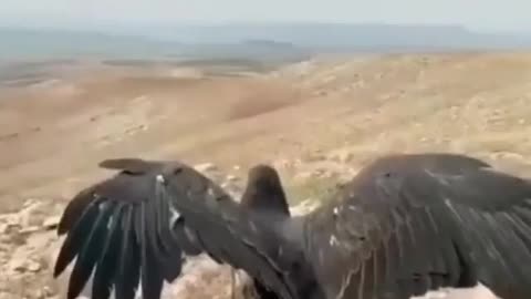 The largest eagle bird. Wonderful video