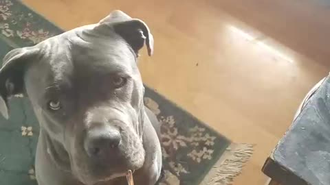 My pup doing tricks