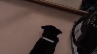 Pug thinks she sees another dog in the mirror