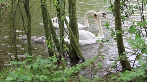 Watch a family of beautiful white swans with their little ones for a lakeside swimming stroll