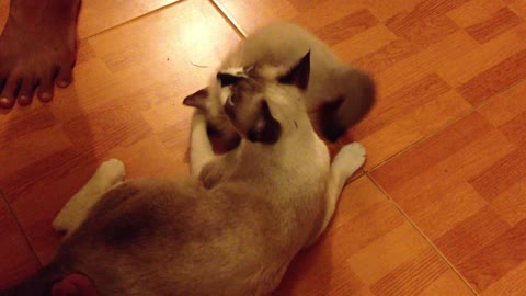 A kitten play with its mother