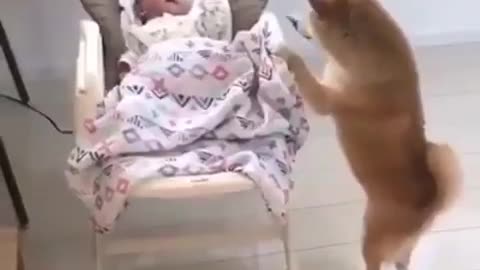 adorable dog taking care of a baby. #DOG