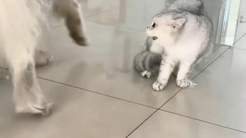 Funny 🐈😺 cat fighting 😂😂😂😂
