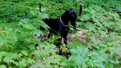 Great Dane puppy flawlessly imitates a hopping bunny🤪🤣