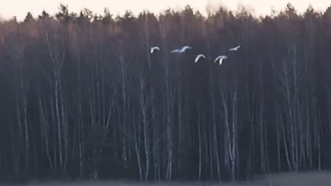 Morning, birds above the swamp.