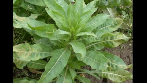 Prímula ( Oenothera biennis ) serve para TPM, dores nos seios e para pele