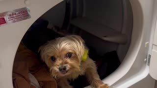 Yorkie Goes Feral For Warm Dryer