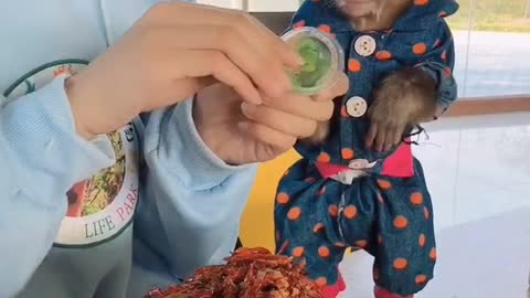 Funny Monkey Momment #Short #monkeymadness #funkymonkeys #memes #monkeybaby #cutemonkeys #mymonkey #monkeybusiness #orangutans #scimmia #coolmonkeys #singe #macaco #ma #opice #cuteanimals #chimp #monkeymonday #affe #monkeyforest #littlemonkey #abe #simio