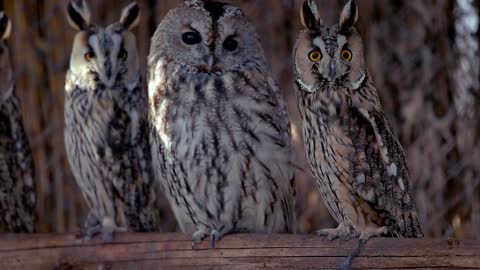 A few owls look straight into the camera