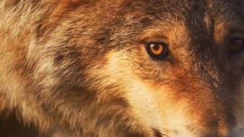 Wolf's Animals Videos For Kids