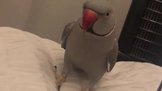 Cute parrot know how to pick up the ladies and sweet talk
