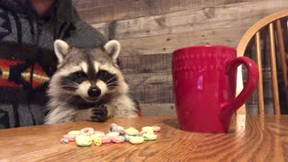 Baby Raccoon Munches Fruit Loops for Breakfast