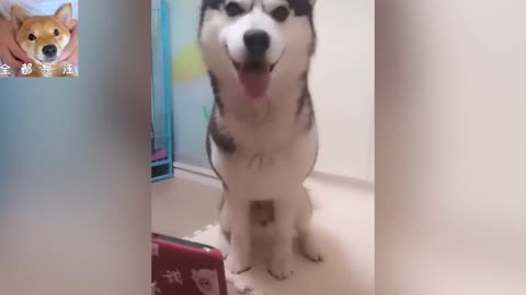 Is this Huskie is smart?