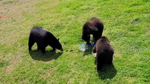Bears Raid Truck Bed for a Snack