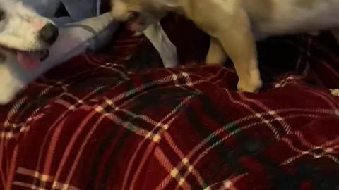 Puppy chases bigger dog off chair