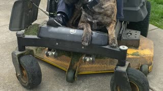 Dog Comes Along for a Lawn Mower Ride