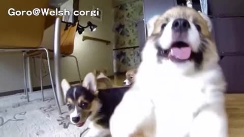 These Hilarious Slow-Mo Corgi Puppies Will Make You Laugh & Smile! | funny video